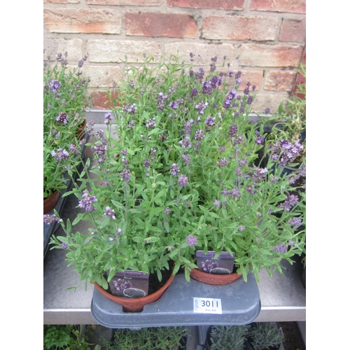 Lot 3011      