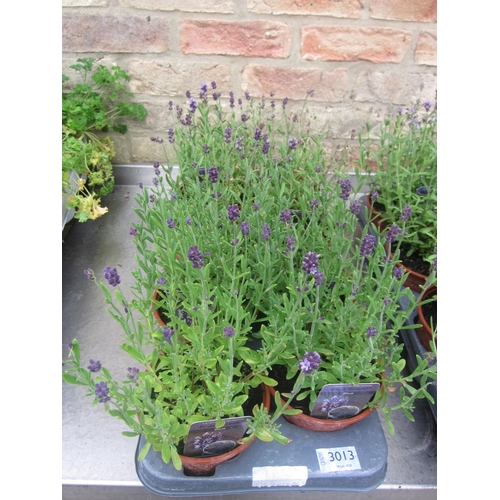 Lot 3013      