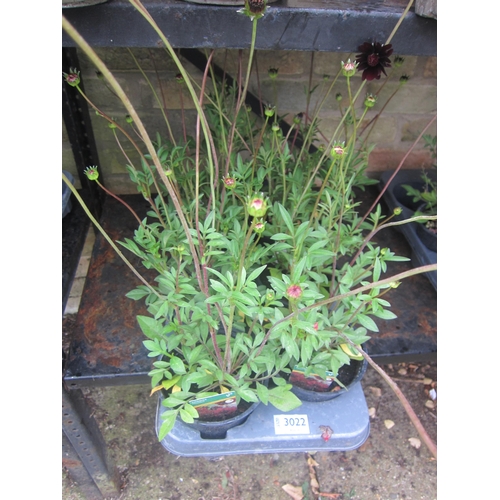 Lot 3022      