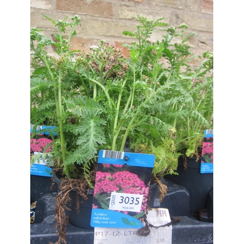 Lot 3035      