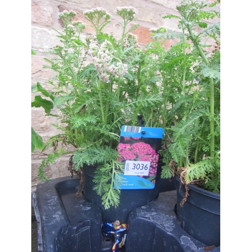 Lot 3036      