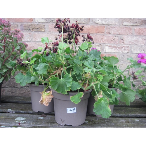 Lot 3038      