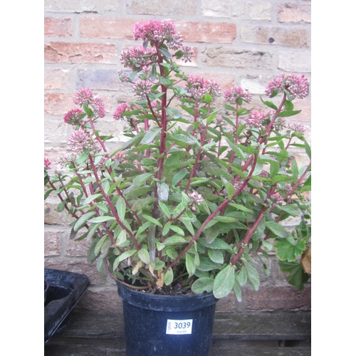 Lot 3039      