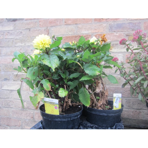 Lot 3040      