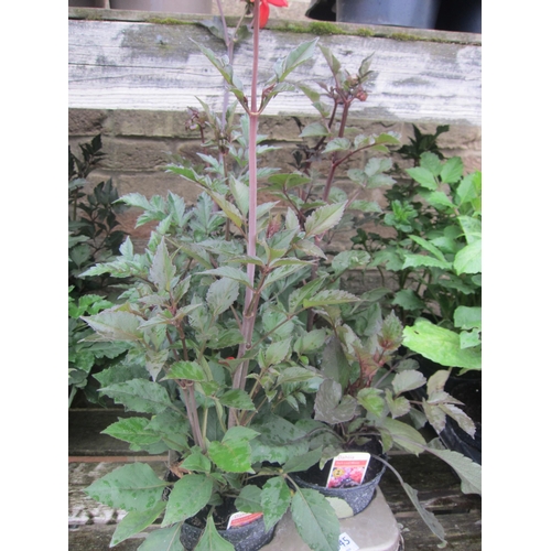 Lot 3045      