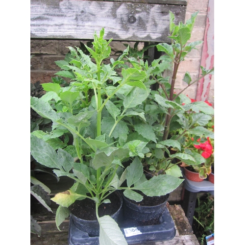 Lot 3046      