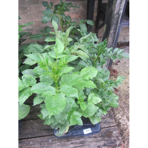 Lot 3047      