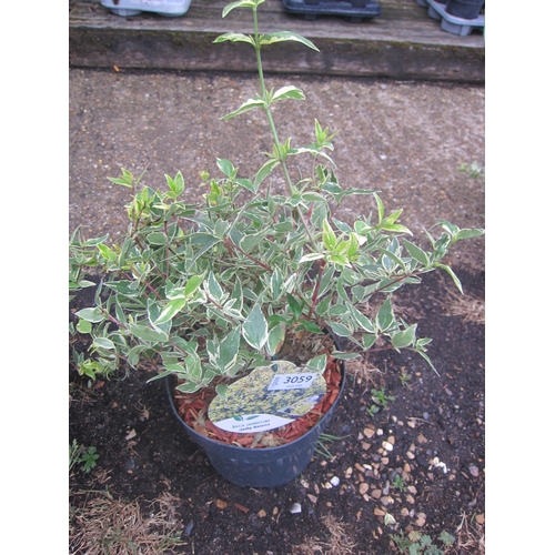 Lot 3059      