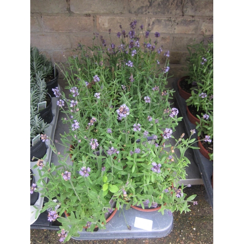 Lot 3006A     