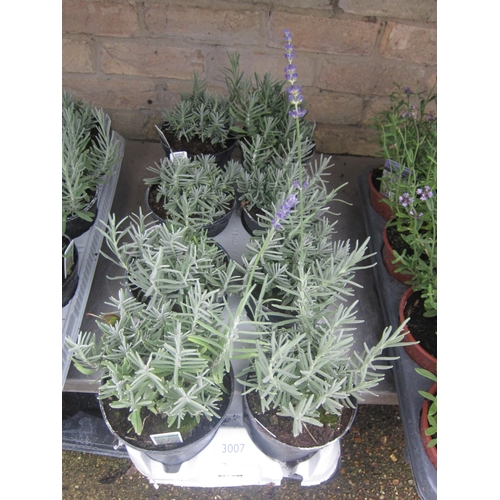 Lot 3007      