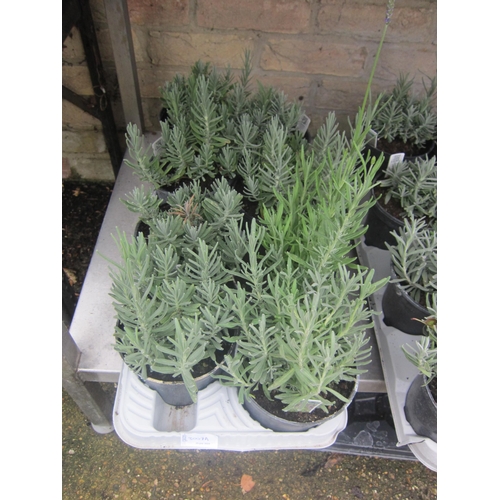 Lot 3007A     