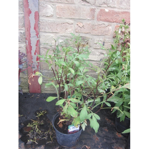 Lot 3015      