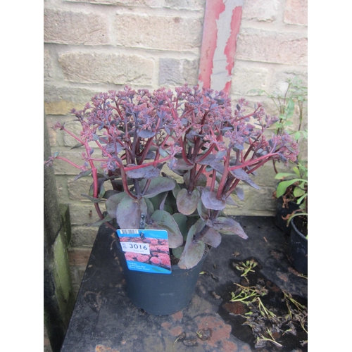 Lot 3016      