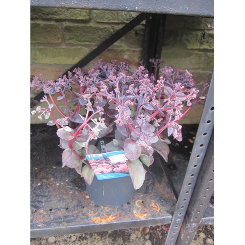 Lot 3016A     