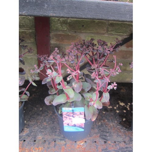 Lot 3016B     