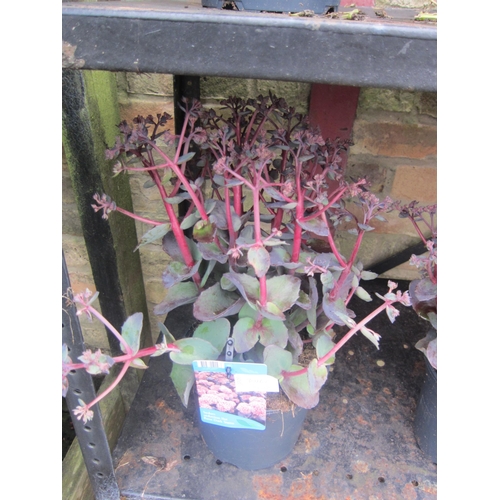 Lot 3016C     