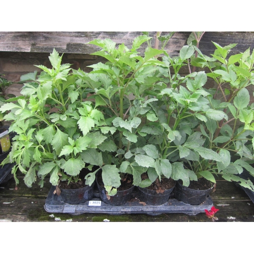 Lot 3025      