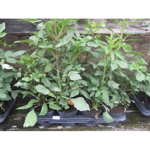 Lot 3026      