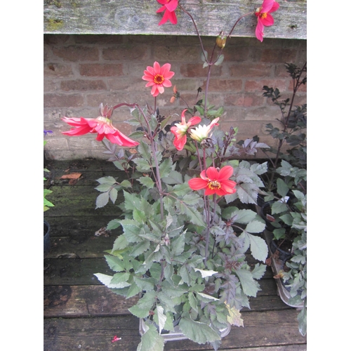 Lot 3031      