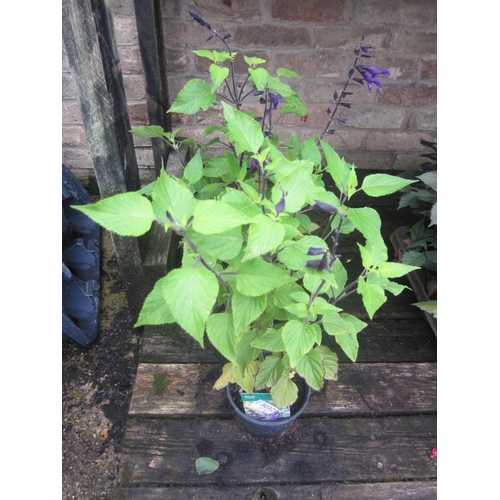 Lot 3032      