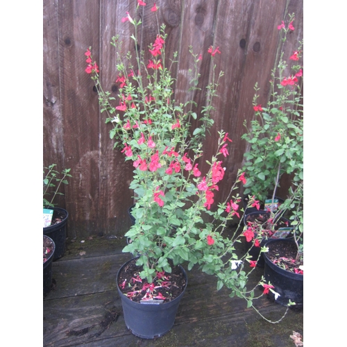 Lot 3035      