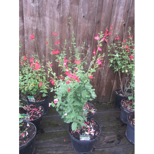 Lot 3036      