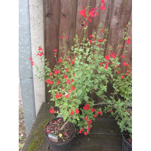 Lot 3038      