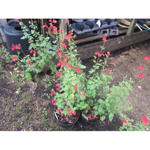 Lot 3039      