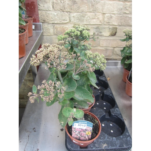 Lot 3010      