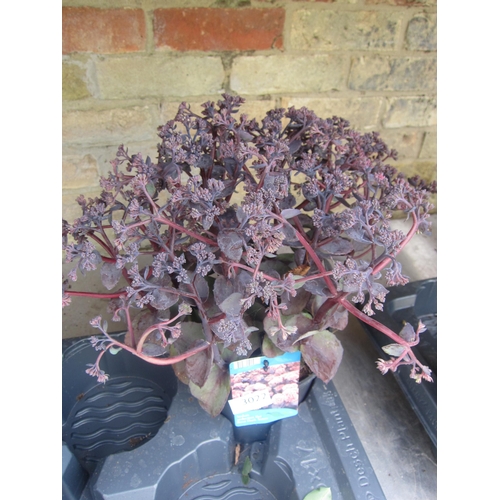 Lot 3022      