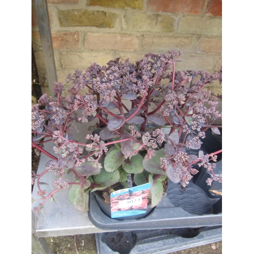 Lot 3023      