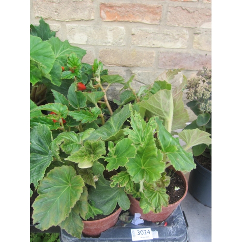 Lot 3024      