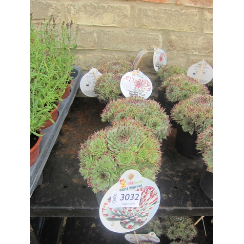 Lot 3032      