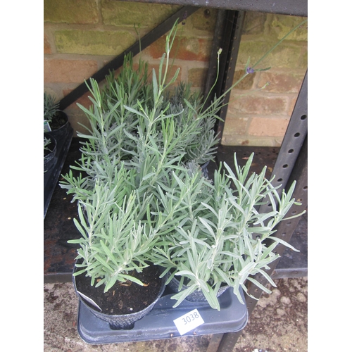 Lot 3038      