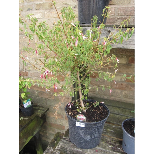 Lot 3047      