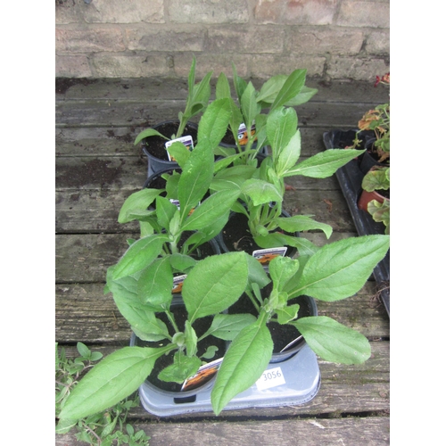 Lot 3056      