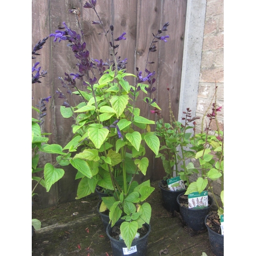 3062 - Three Salvia Purple and Bloom