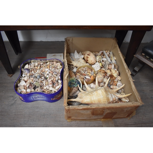 1013 - An early 20th Century curiosity cabinet containing a wide range of shells, 122cm tall x 80cm wide x ... 