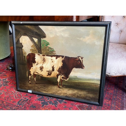 1007 - A 19th Century oil on canvas naïve study of a prize cow, unsigned, set in a later 20th Century frame... 