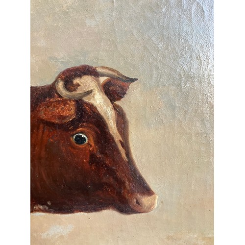 1007 - A 19th Century oil on canvas naïve study of a prize cow, unsigned, set in a later 20th Century frame... 