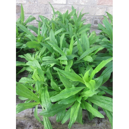 3005 - A quantity of Sweet Williams