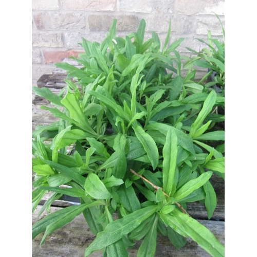 3006 - A quantity of Sweet Williams