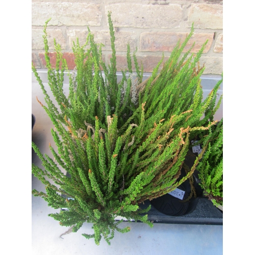 3010 - 3 Calluna Heather 