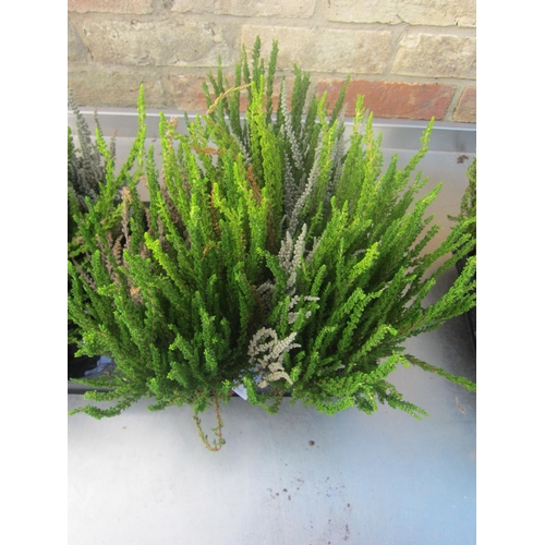 3011 - 3 Calluna Heather 