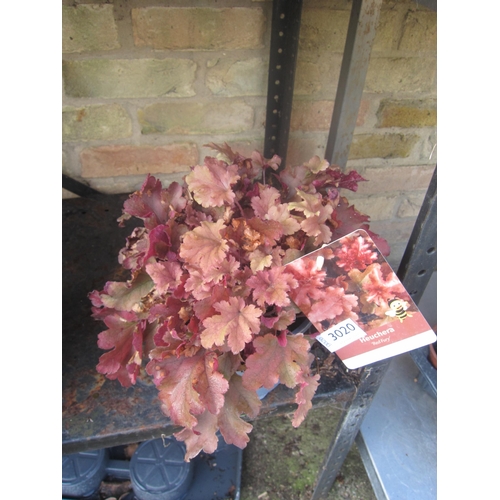 3020 - A Heuchera 