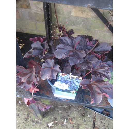 3022 - A Heuchera 