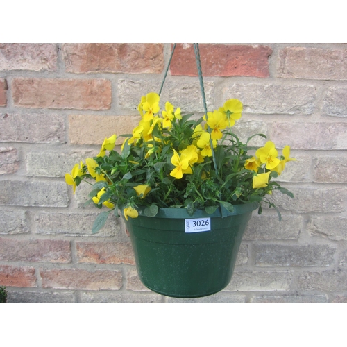 3026 - A trailing Pansy basket