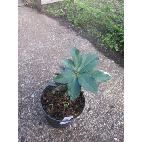 3035 - A Helleborus 