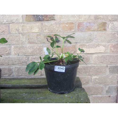 3040 - A Helleborus Niger