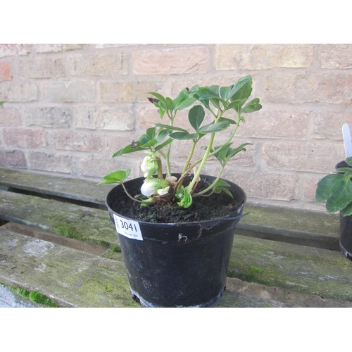 3041 - A Helleborus Niger